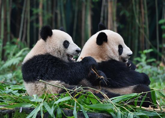 5月27日，大熊猫婷仔和隆仔在享受竹子大餐。正在享受竹子大餐的广州长隆野生动物世界大熊猫婷仔被大熊猫隆仔抢食，两只大熊猫上演一场争食戏码。刘大伟/新华社 图